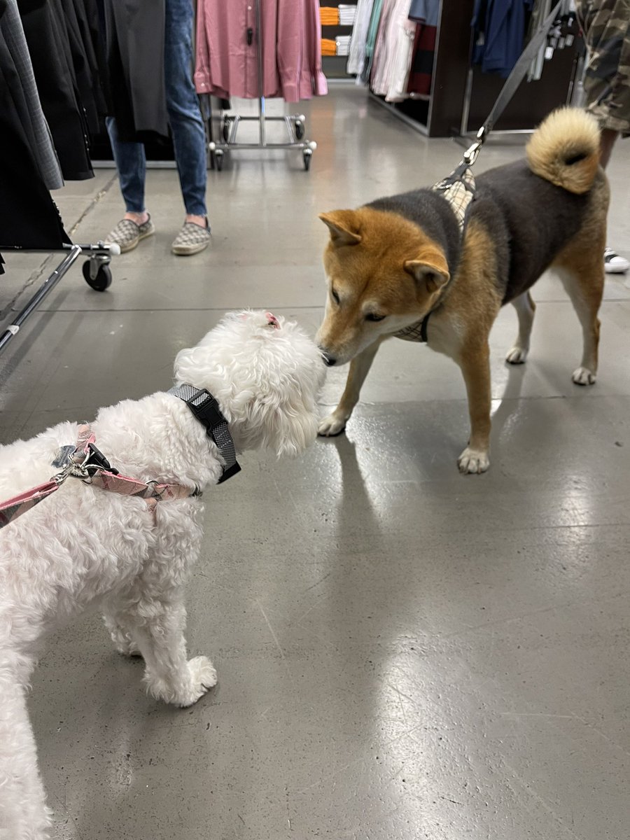 drreyday's tweet photo. Gucci’s first kiss to a #Doge 💕🐾🐶 she’s so picky😂 

#dogecoin #ShibaInu https://t.co/ziHbxy4IWt