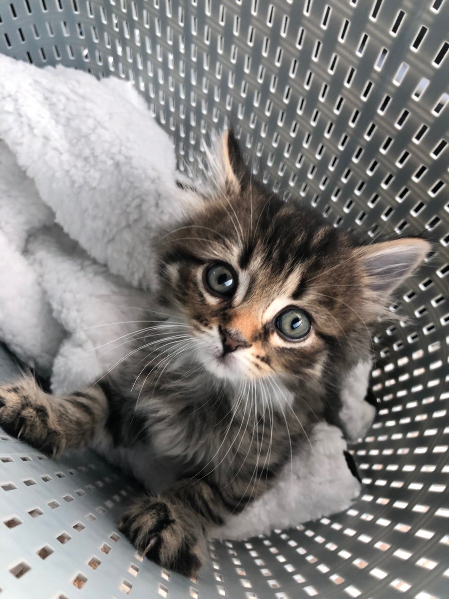 Four pictures of our new kitten, Neo Kiwi Winter, and each photo is cuter than the last because this kitten is the cutest and sweetest and bestest kitten.