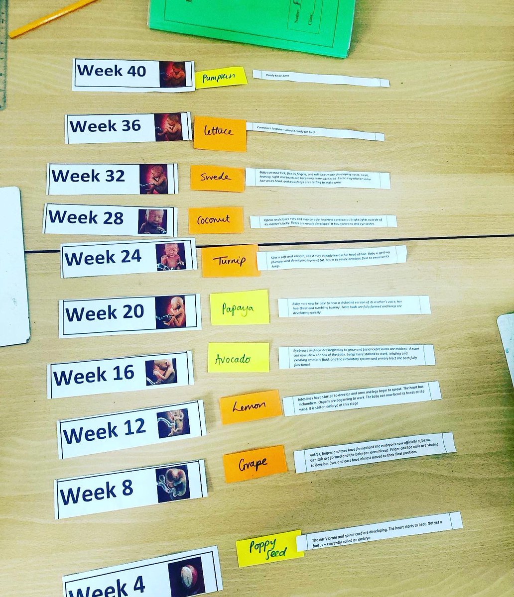 ststephensSW8's tweet photo. Year 5 learning about fetal development and creating a scatter diagram to analyse the length and mass throughout a pregnancy ๐ถ #StStephensYear5 #science #animalsincludinghumans #contructivistlearning #learningbydiscovery #learningtogether https://t.co/fWLB2BLMzE