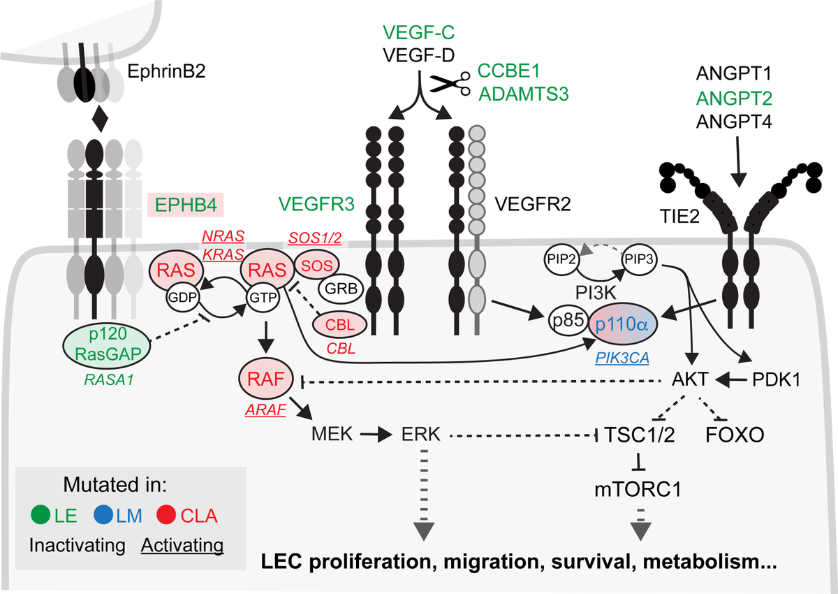 CircRes's tweet photo. @CircRes Vascular and Lymphatic Malformations Series Review Alert! #LymphaticMalformations: #Genetics, Mechanisms and Therapeutic Strategies. Learn more at https://t.co/V9mLlxTIGE 

@makinenlab @MiikkaVikkula https://t.co/0fhAvvFCq8