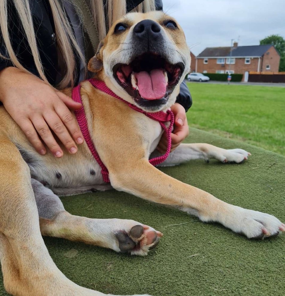 Woodside_AC's tweet photo. Everybody meet Molly, the 3 year old Staffordshire Bull Terrier who is now looking for her forever home🐶

As well as being very active but loves sleep and lots of kisses and cuddles!
If you think you can offer Molly a forever home please take a look at our website https://t.co/TLeZdkKxD0