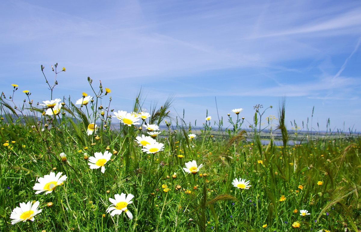 Brownandcorural's tweet photo. Your chance to have your say!

B&amp;Co are working with the UEA to deliver a Test and Trial for DEFRA on the implementation of a carbon farming scheme in England.
Survey:
https://t.co/7BQSph2t83
If you have any queries about this survey or ELMS, please contact your local B&amp;Co Office https://t.co/ng38x0KCa6