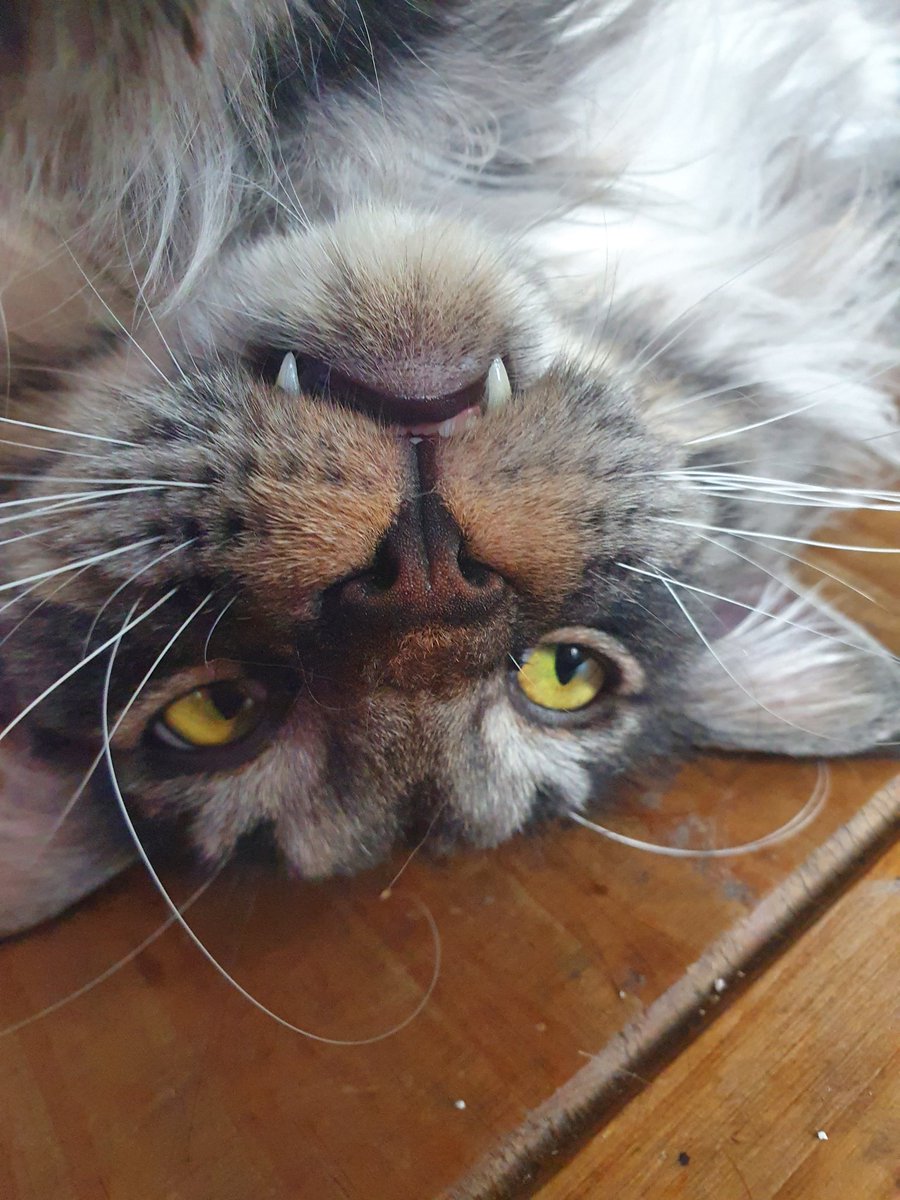 Hooman said I could become anything. So I became a vampire 🧛‍♂️