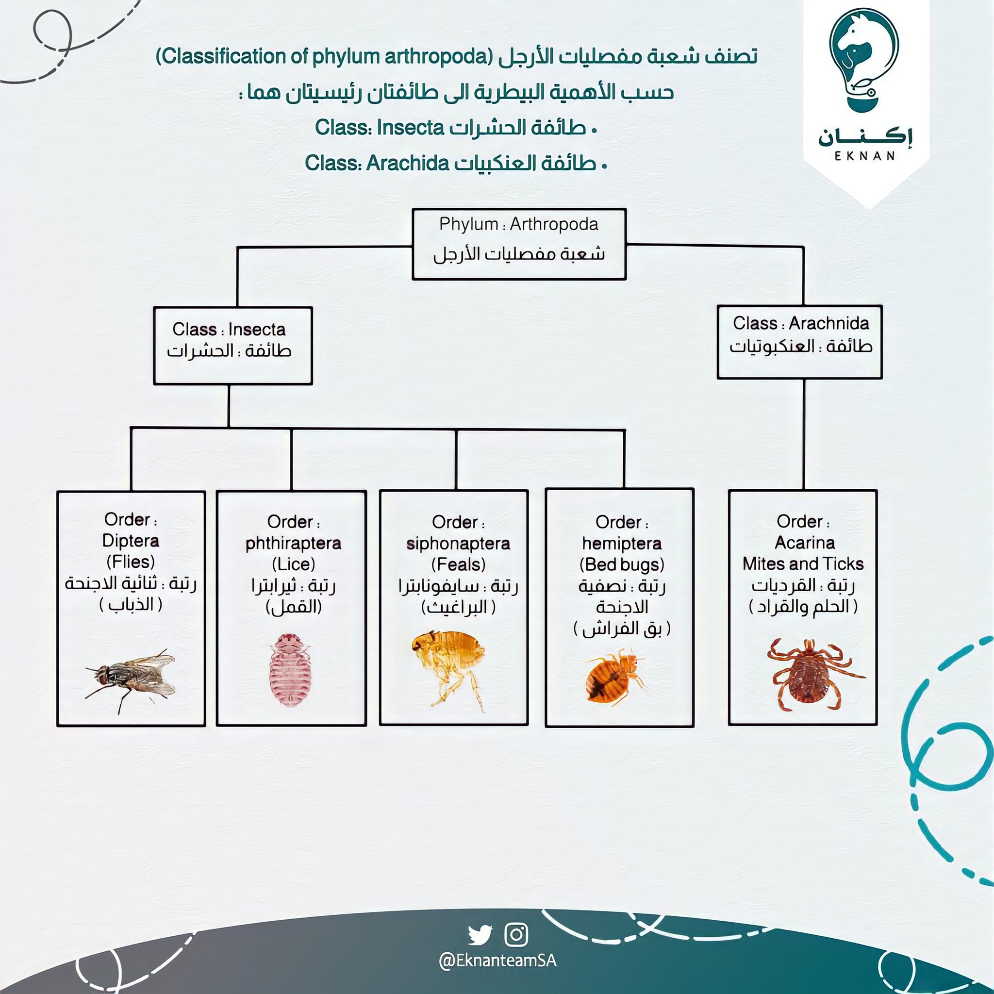 للحشرات 3أزواج من الأرجل وزوج واحد من قرون الإستشعار