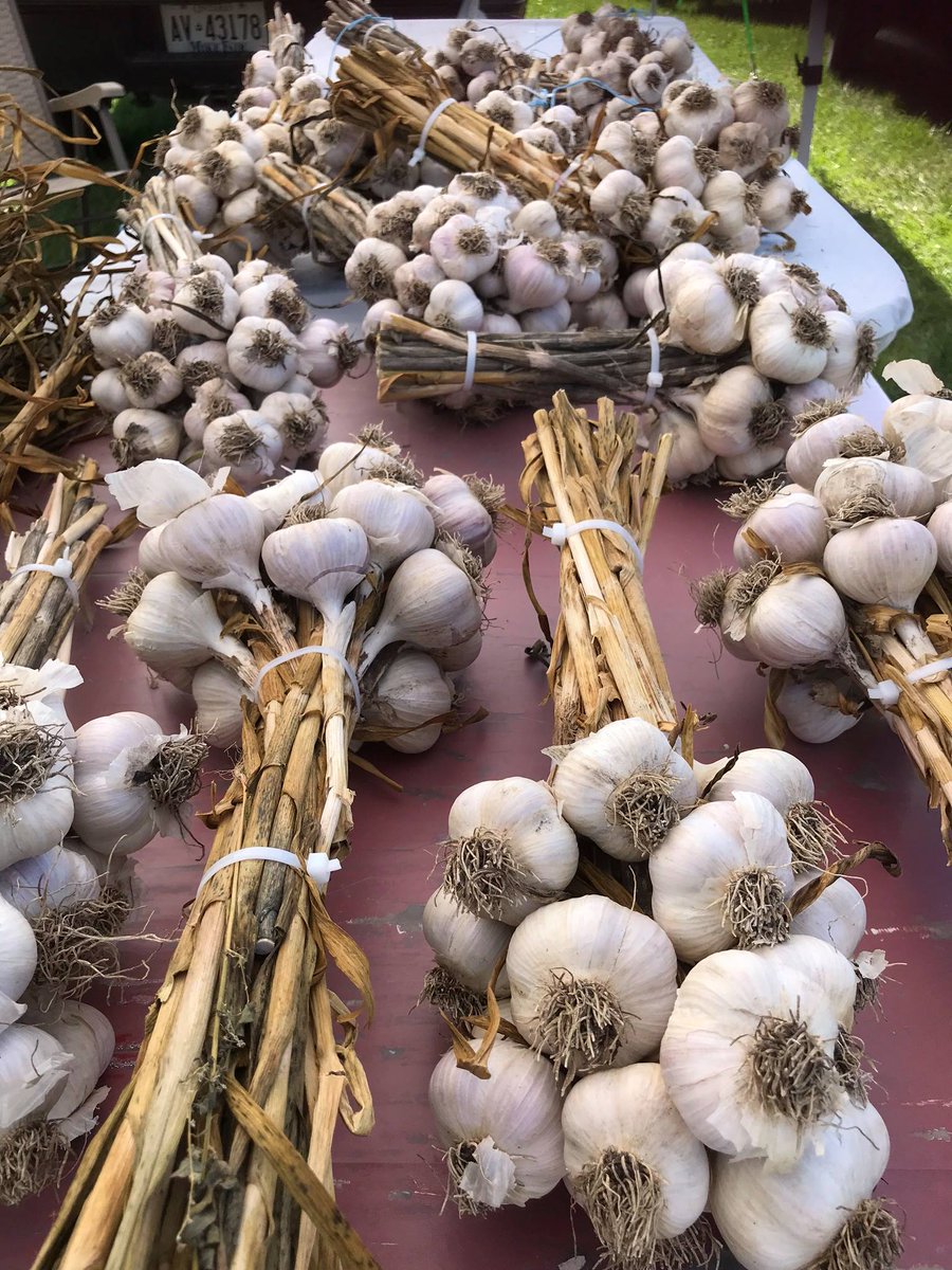 Gowherewhen Com On Twitter Go Where Perth Lions Garlic Festival When August 12 14 2022 Garlic Lovers And Growers Gather To Discuss All Things Garlic With Educational Lectures Garlic Folklore Vendors And Plenty Of Opportunities Elephant Garlic Festival 2022