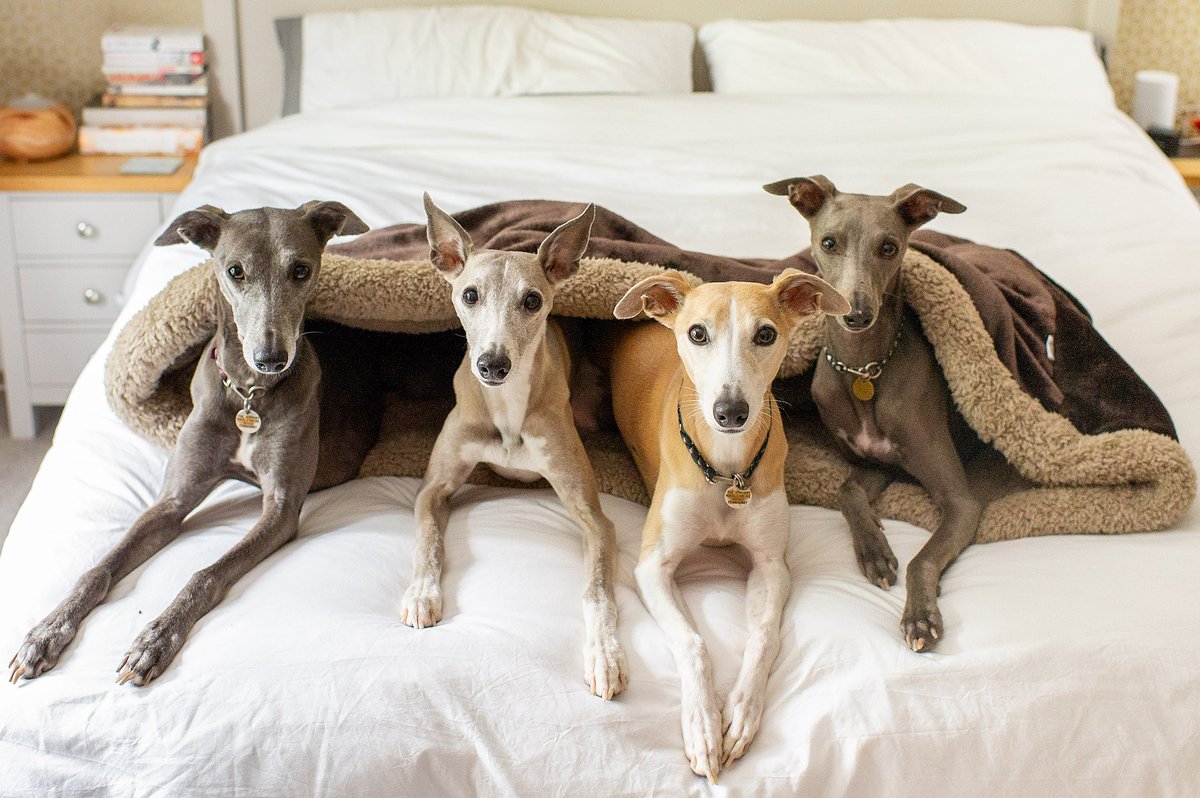 Anyone else feel like hibernating till the weather gets better?

(I can create extra large snuggle sacks if you do want to! 🤣)

#PetworkingHour