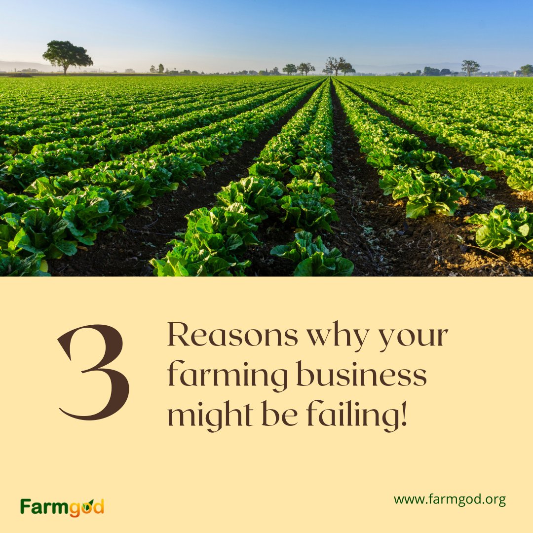 OfficialFarmgod's tweet photo. Here are some mistakes you might be making in your farming business.

Register and use Farmgod for FREE to keep track of your farm. Visit https://t.co/fXnN7u1IOj today! https://t.co/qQvZkFmbyc