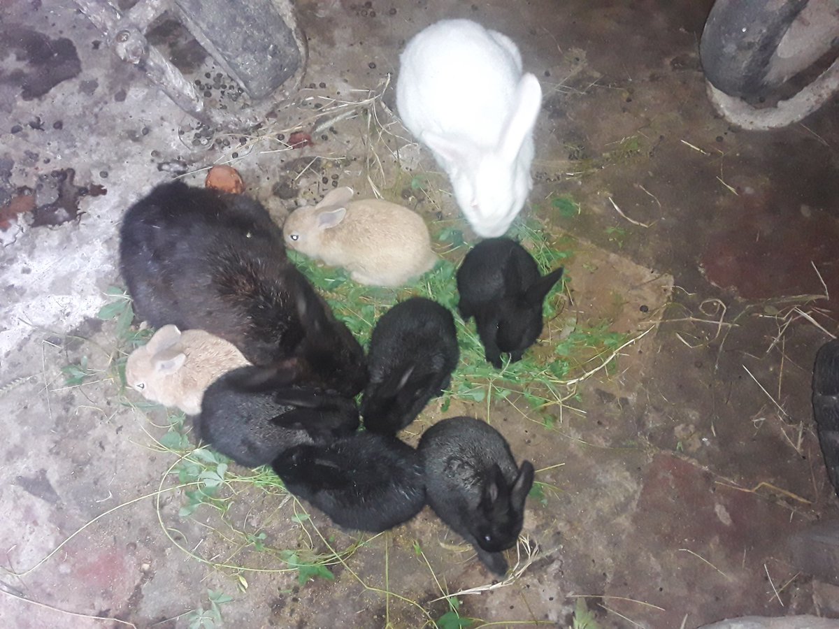 CLAP_APOSTOLENA's tweet photo. CRIA DE CONEJOS EN PATIOS PRODUCTIVOS FAMILIAR.EN LA COM:LA APOSTOLEÑA PARROQUIA GUERRERA ANA SOTO.#BolivarLlegaACaracas #SoyComunicadorClap @AdolfoP_Oficial @ClapAnaSoto @MogollonLic @clapjogcorrales @clap_raulleoni https://t.co/jIx7yWy8dQ