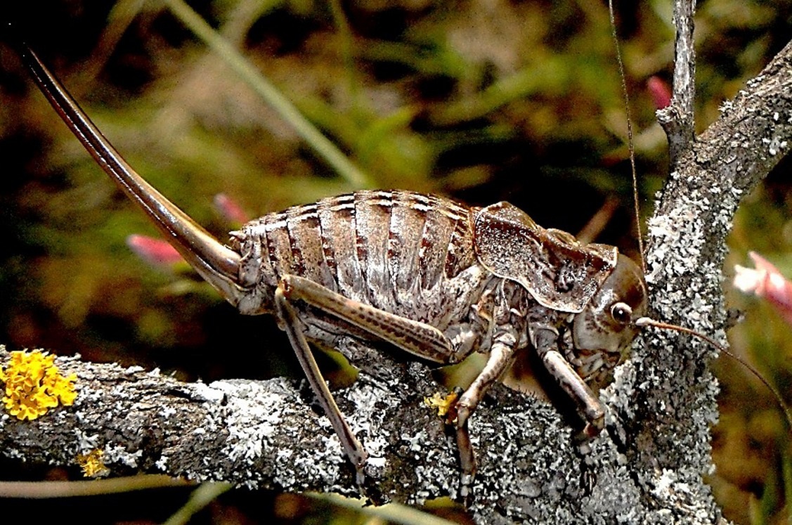 La somereta de Davier, la nova espècie descoberta a Catalunya, ja en perill d'extinció
bit.ly/3doZCaI