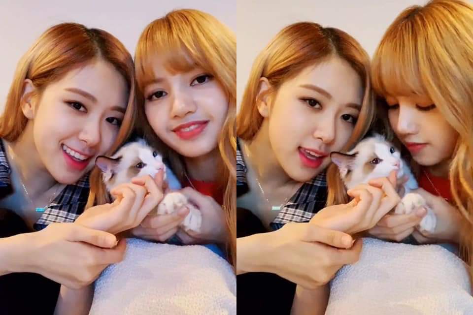 bpinksthinker's tweet photo. ok but i still don't agree that chaelisa didn't live to introduce lego 😭 https://t.co/bNiowZbpOj