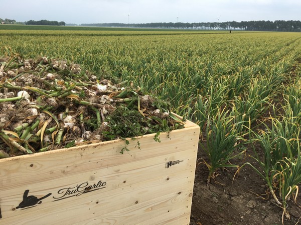 “De niche wordt populair, daardoor groeit de markt van verse knoflook”
agf.nl/article/933457…