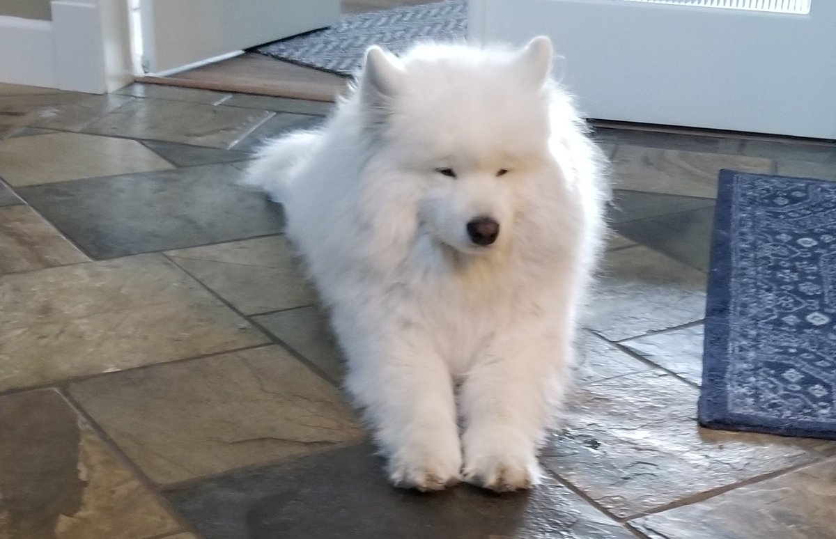 10분 혼자 뒀다고 삐진 개