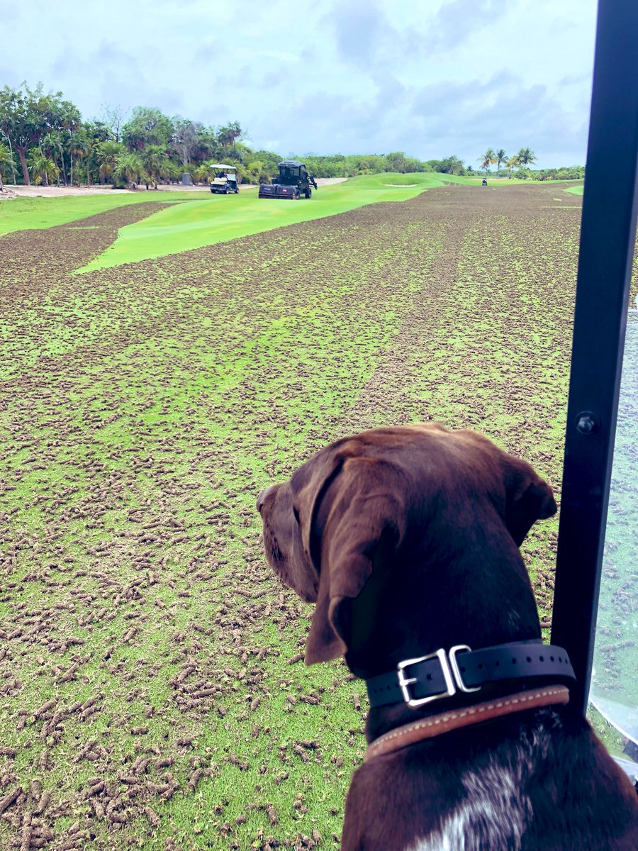 DimaseMatt's tweet photo. New toys getting put to good use!! Aerification 1 of 3.  And what a time for pump station to go down for 5-6 days. 🤦‍♂️  #dogsofturf #gsp Divot approved the aggressiveness.  #paspalum #gcsaa #letsgo #outcross @DogsOfTurf @TheToroCompany  @JohnDeere https://t.co/2hDfoGgDvx