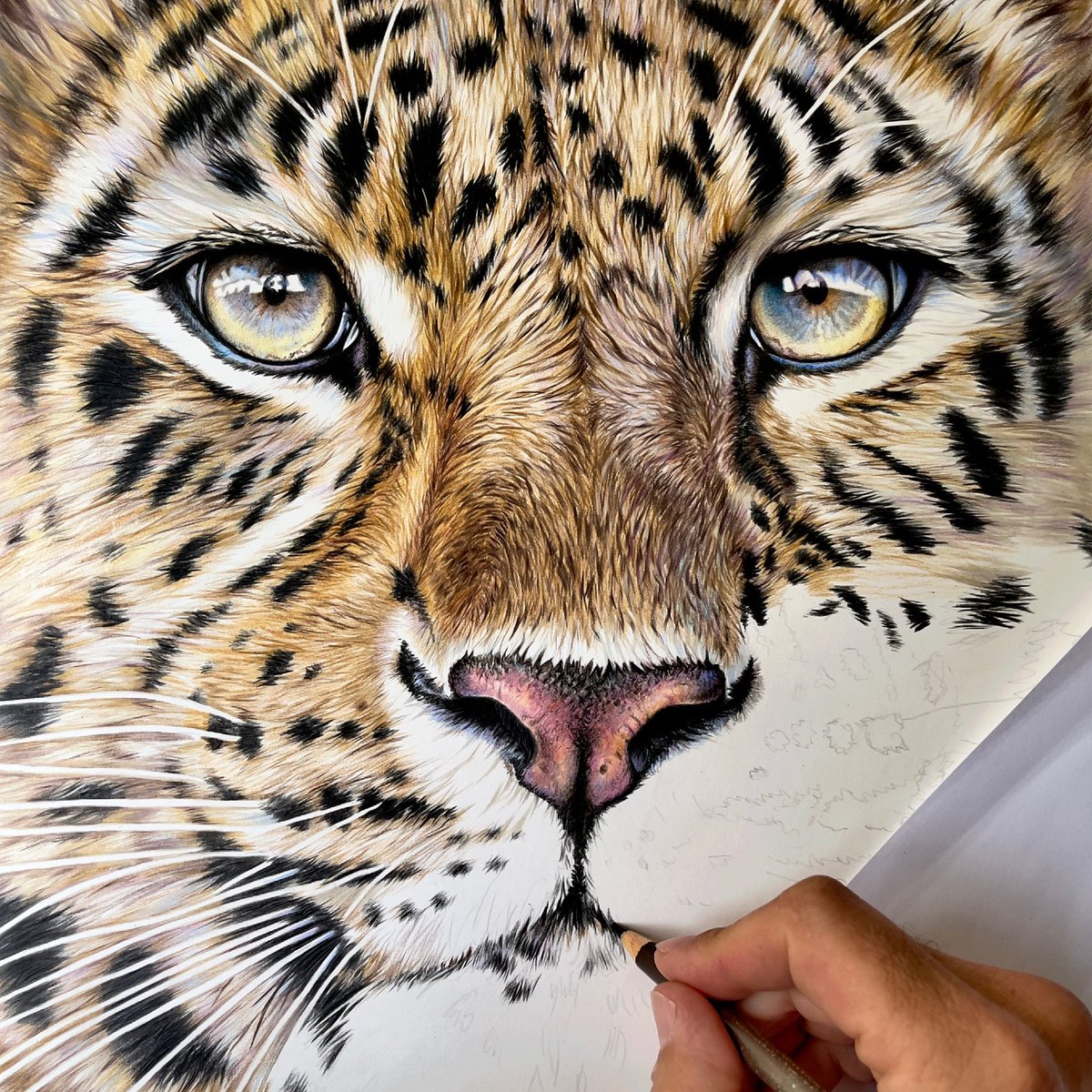 More Amur leopard progress today with the pencils with the inclusion of  some whiskers! #amurleopard #pencildrawing #art #wildlife, image size:1200x1200