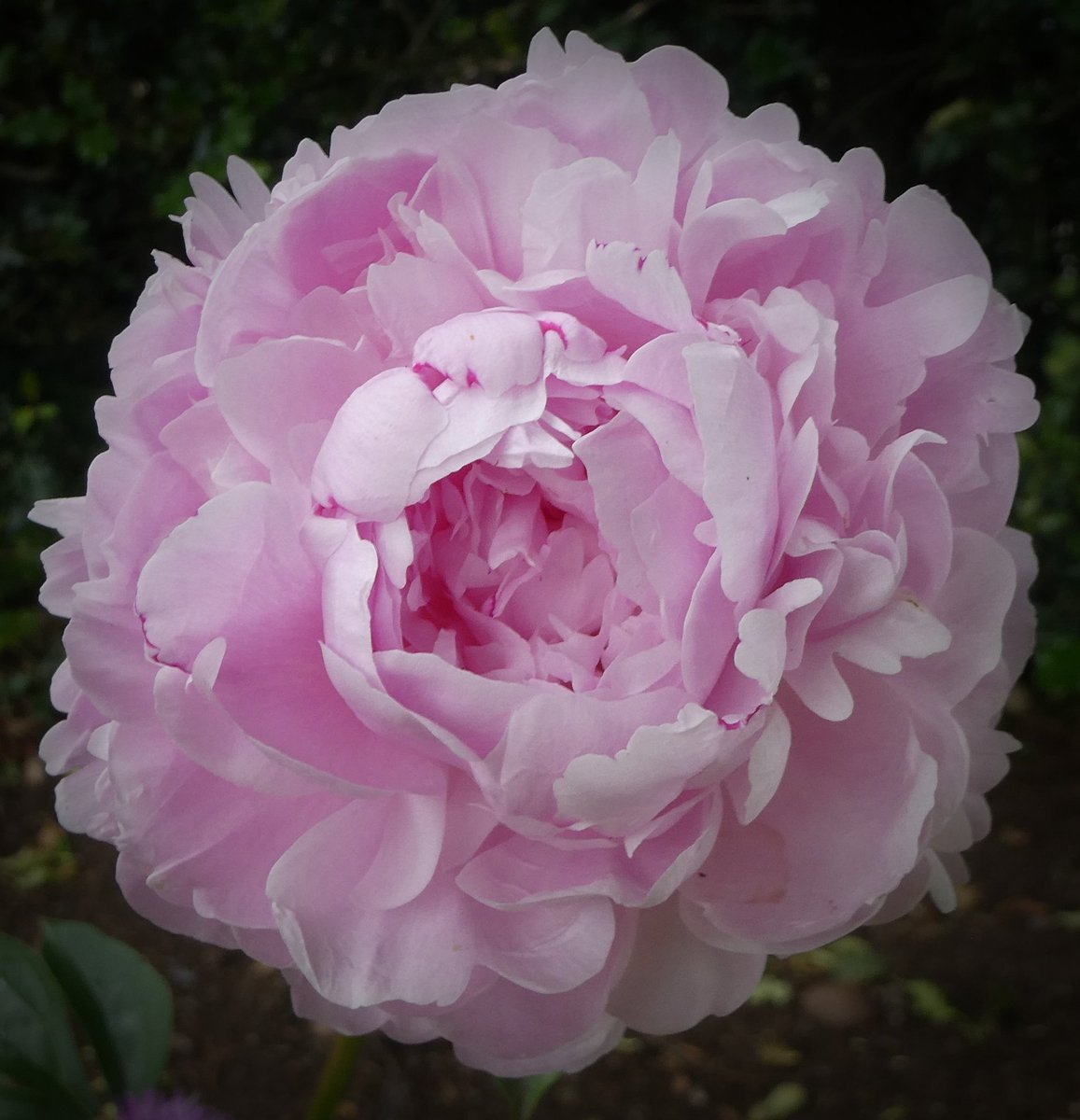 Just the one flower on Doreens peony this year but what a beauty and such a sweet scent too 👌🌸
#Flowers #Gardening #FlowerHunting