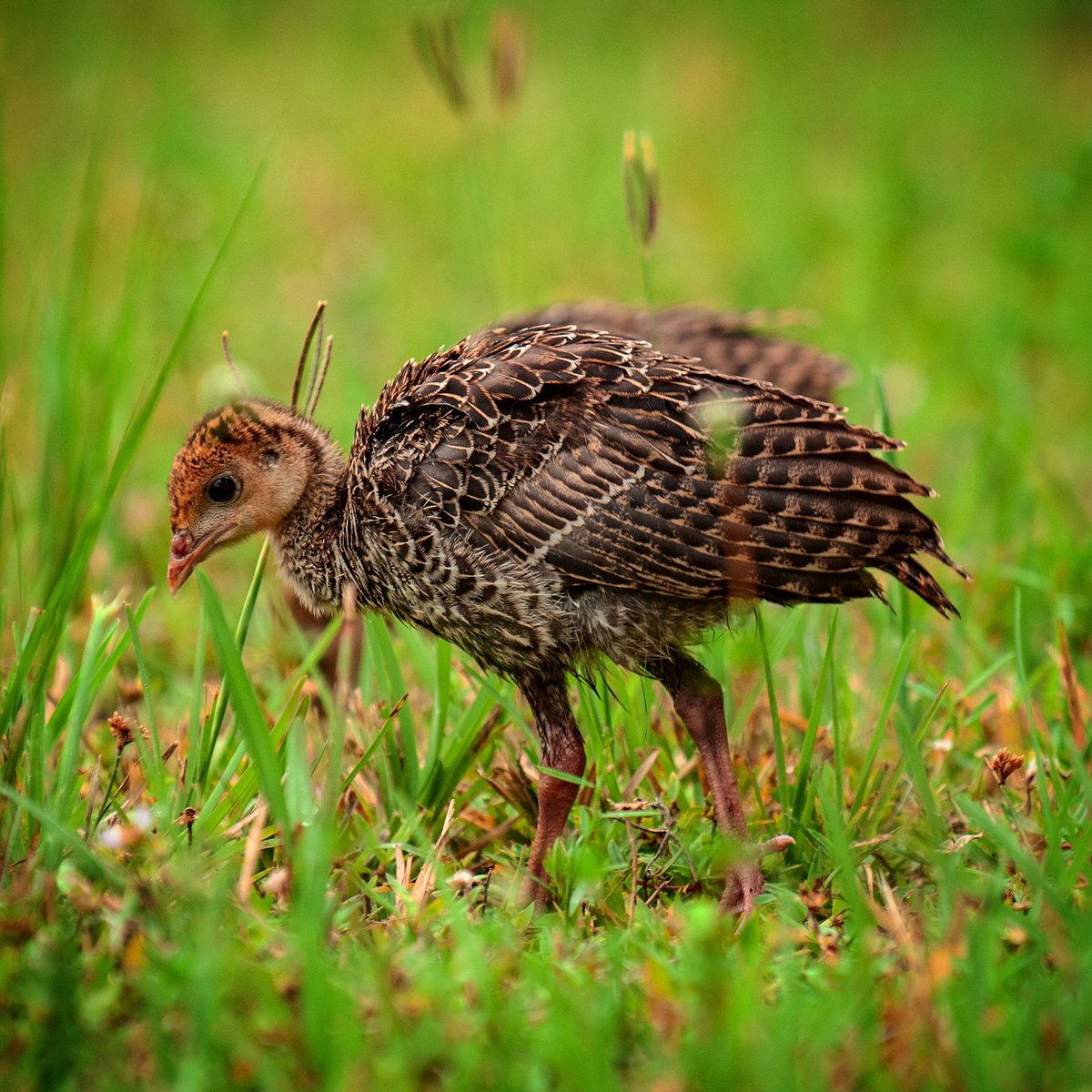 ForTurkeys's tweet photo. The turkeys of tomorrow.
📸: @davidmccleafphoto
.
.
.
#turkeysfortomorrow #TFT #turkeys #wildturkey #poult #turkeyconservation #turkeyhabitat #wildlife #tomorrowsturkey #wildlifemanagement https://t.co/l1G2u07bgt