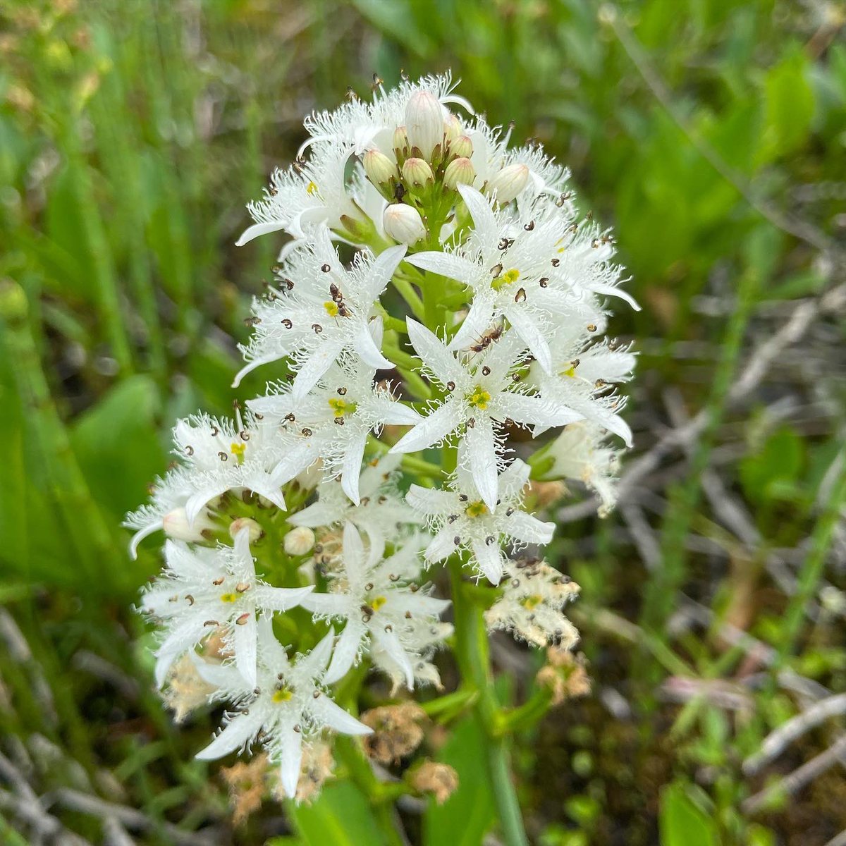 alex ebert tweet media