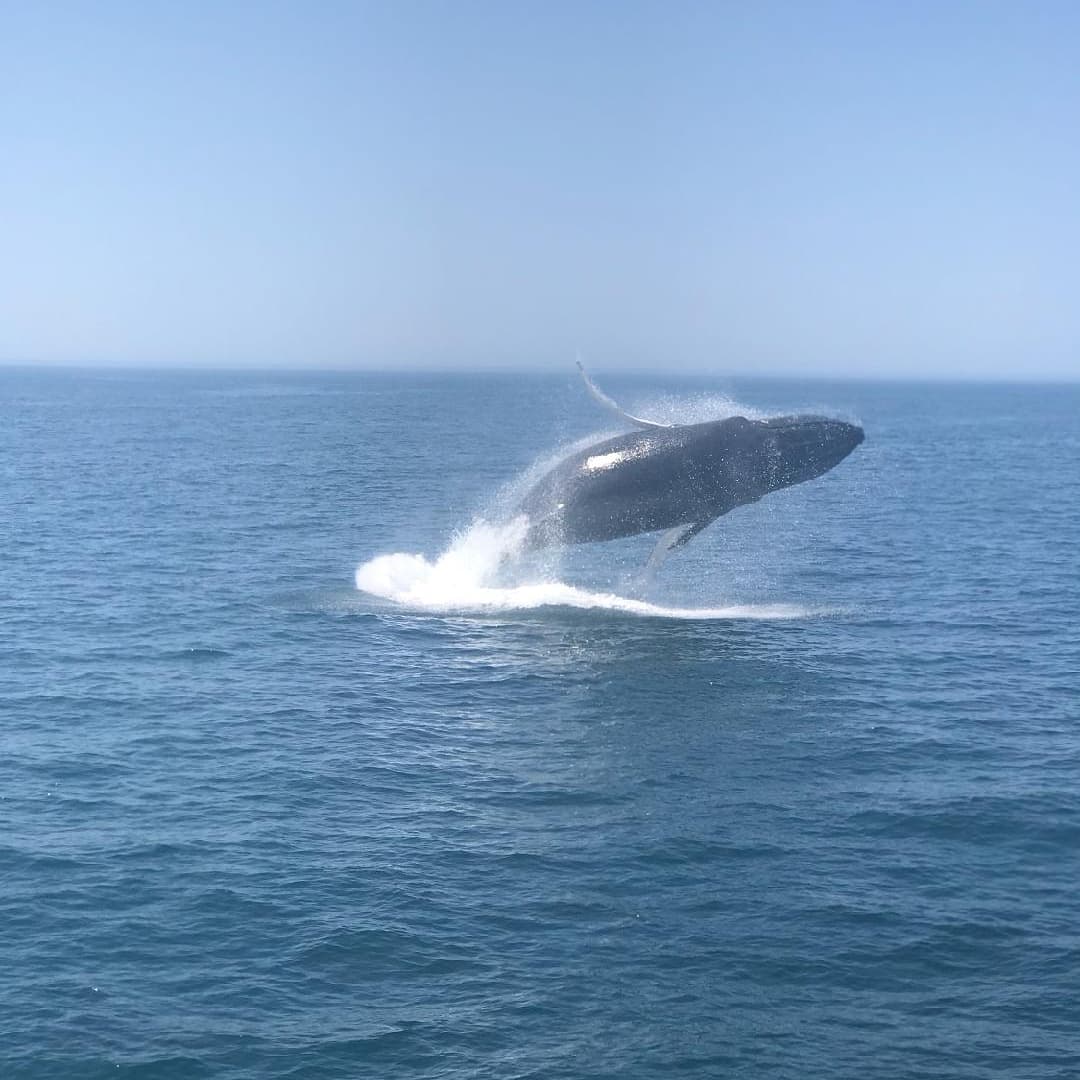 A lucky passenger captured a full spinning head breach by humpback whale-Nile on this morning's trip! Thanks for the share!