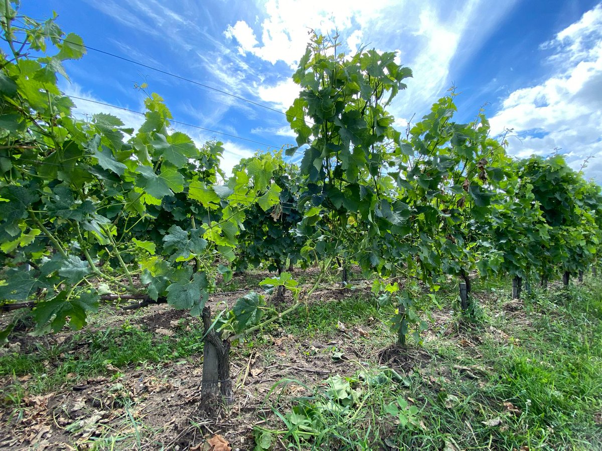 Koppert_France's tweet photo. Parce que chez #Koppert l’année 2022 sera millésimée, nous avons passé 2 jours au cœur des vignes pour un séminaire grand cru avec une équipe d’exception afin de préparer notre arrivée sur le marché. RDV en fin d’année au Salon du #Sitevi pour voir la récolte.

#vin #vigne #PBI https://t.co/RHReYYQFoY
