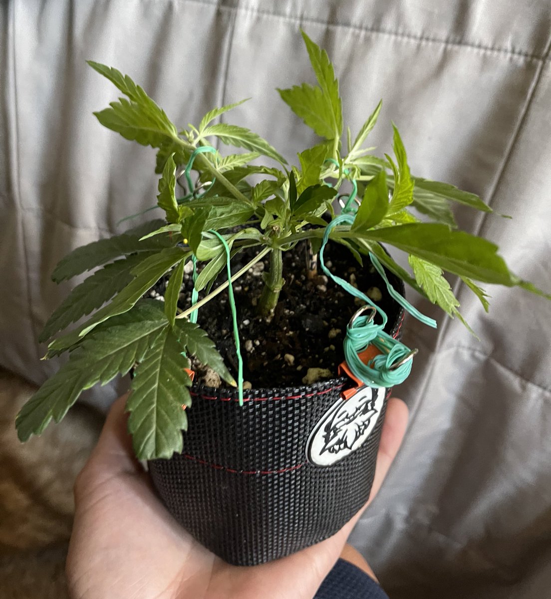 HerbToking's tweet photo. Tied down the first two #clone #mainlines just now🗜⛓🔩🛠🔩
One perfect circle and one gorilla glue x sour diesel both bred by @irvineseeds @heknowsgrows #growyourown 🌱 https://t.co/fzlrxiIHUV