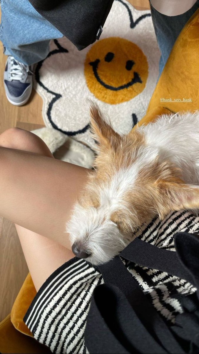 notyoujk's tweet photo. Hello Hankie boy🐶💜 https://t.co/mpBZbqs3dn