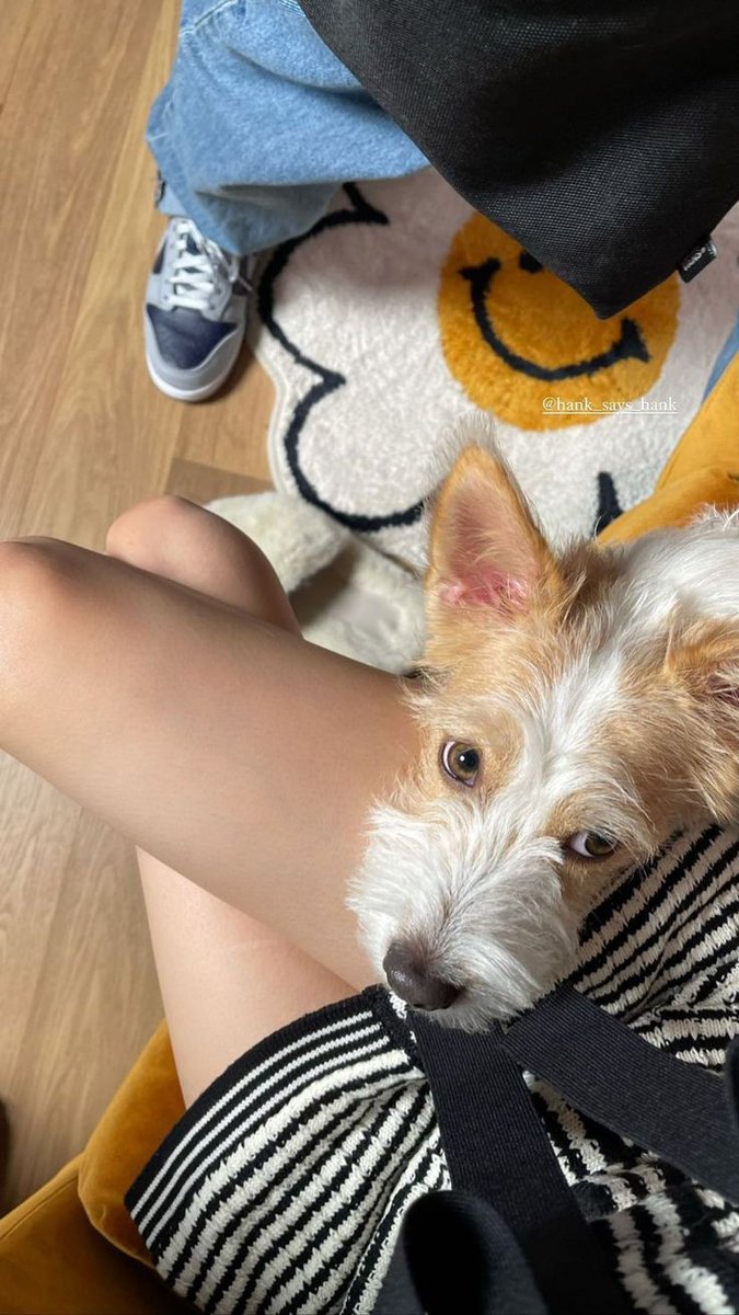 notyoujk's tweet photo. Hello Hankie boy🐶💜 https://t.co/mpBZbqs3dn