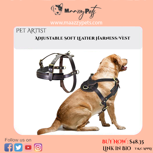 MaazzyP's tweet photo. #maazzypets  
BUY NOW  Adjustable Soft Leather Harness/Vest  &amp; All kind of Pet’s Brand Accessories Portable etc  
 at Online Store 
BUY NOW :  https://t.co/9Oq0P6oljC
 Website   https://t.co/sChkUY7Ybb
@maazzypets
#buynow #petsaccessories #pets #bestquality 
@Graciel04897642 https://t.co/yYemAig3bz