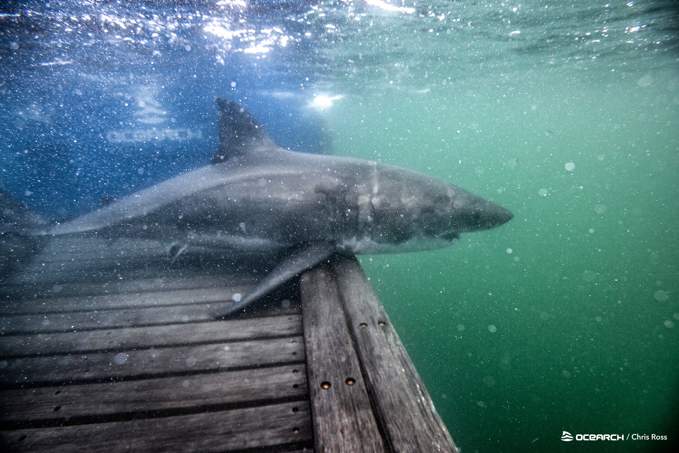 OCEARCH on Twitter "White Shark Andromache is swimming close to shore
