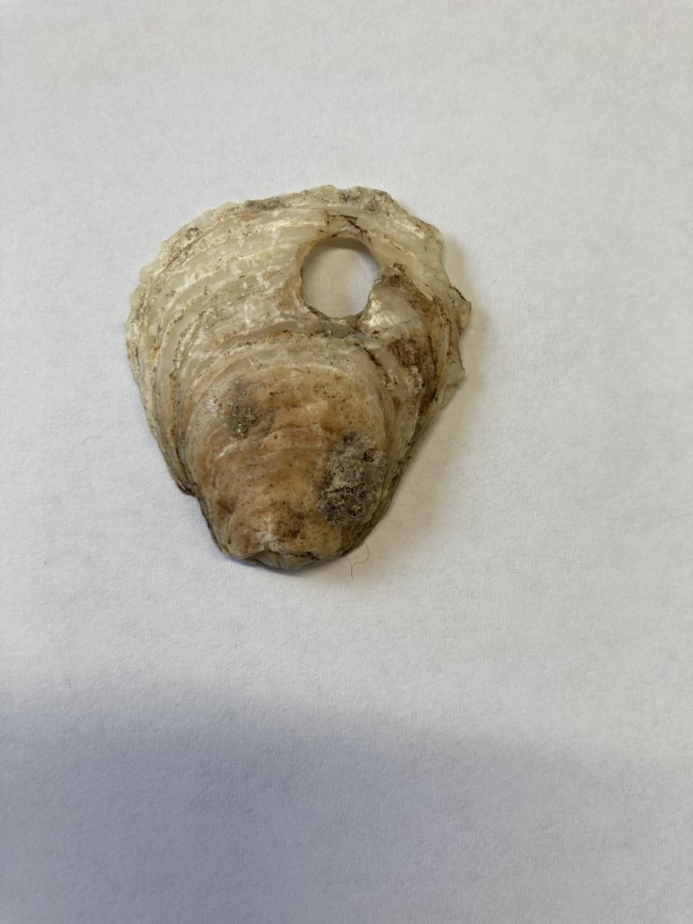 BryHistory's tweet photo. Great final session cleaning and interpreting the finds. Clear evidence we were digging the domestic quarters of the old house. Great team effort! https://t.co/9giC5rB2vd