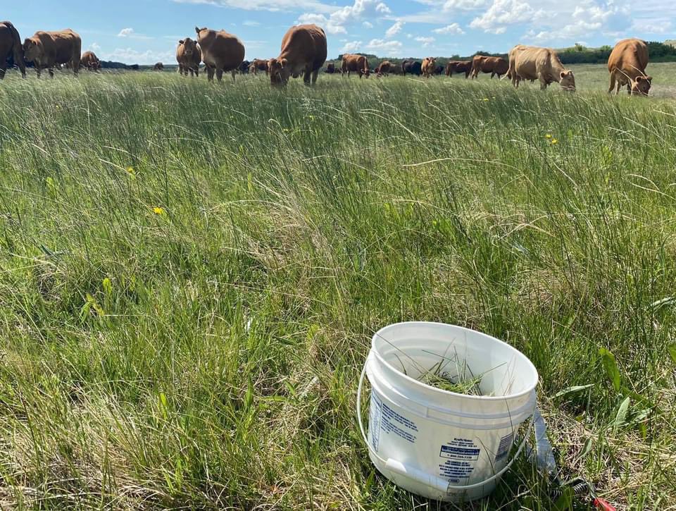 BeefSmart Consulting Inc. tweet media