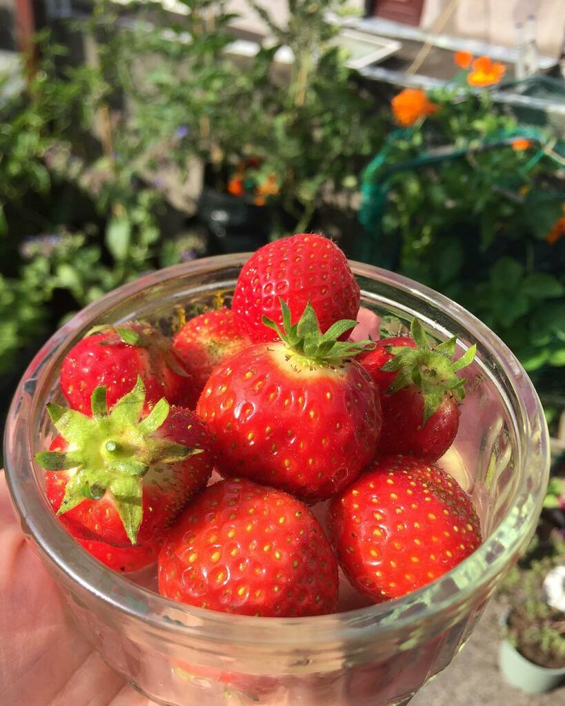 Summertime in a dish 🌞 I’m never going to have enough to make a pie—I keep eating them all! #giy instagr.am/p/CQtmGbhJZ5k/