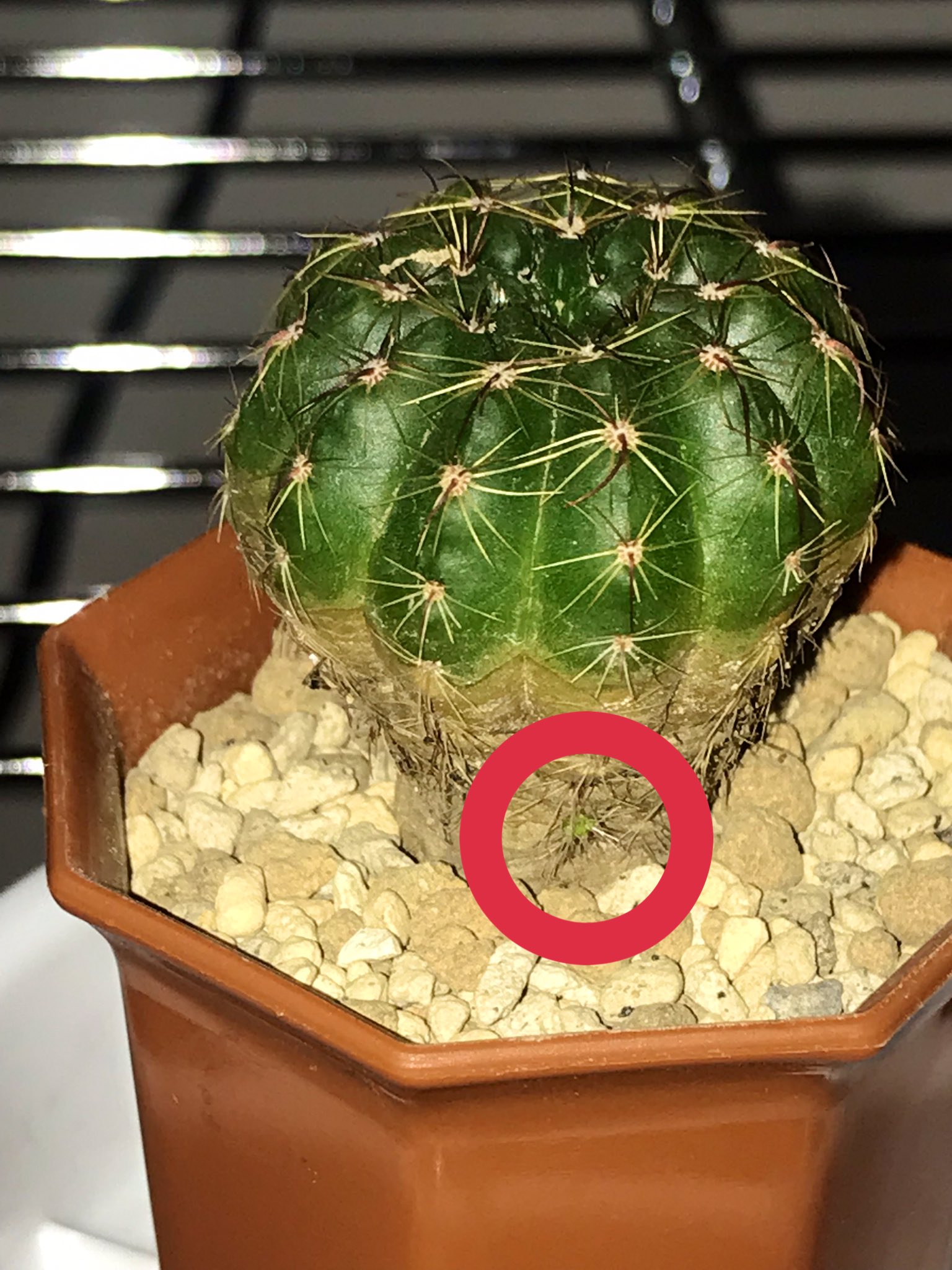 いちょう 木質化で先日植え直したサボテン 子株が出てくるのは想定外だった T Co Etc7fp5uyr Twitter