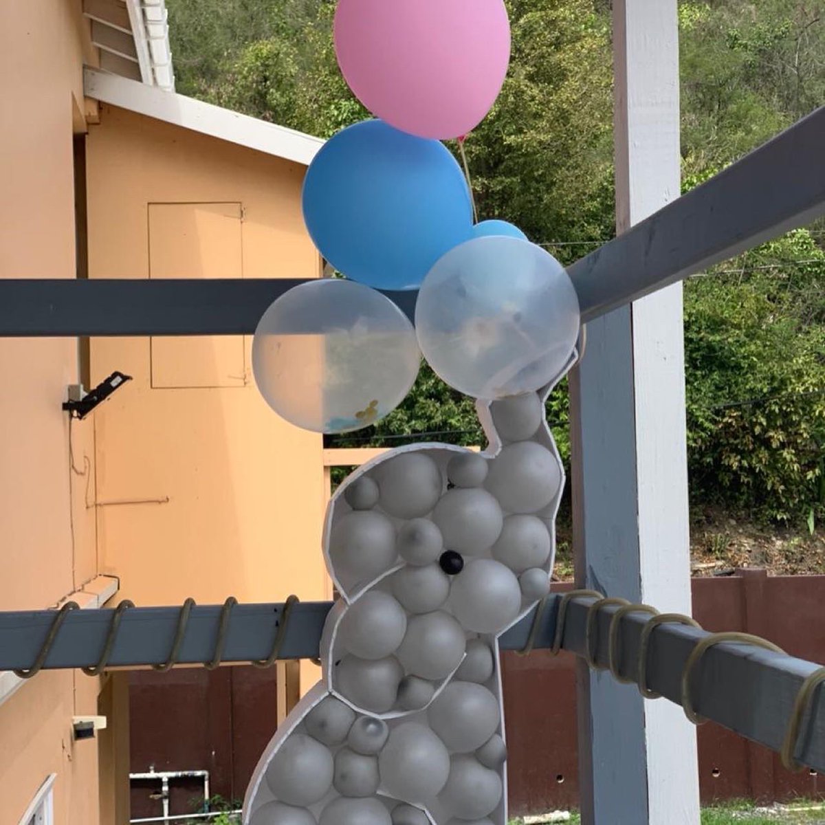 eventitbvi's tweet photo. He or she? What will it be?

Baby shower balloon works and decorations for gender reveal, done by us.

Book us for your event needs!

#EventItBVI #GenderReveal #PinkorBlue #HeOrShe #BalloonDecor https://t.co/yk2KNy5NNf