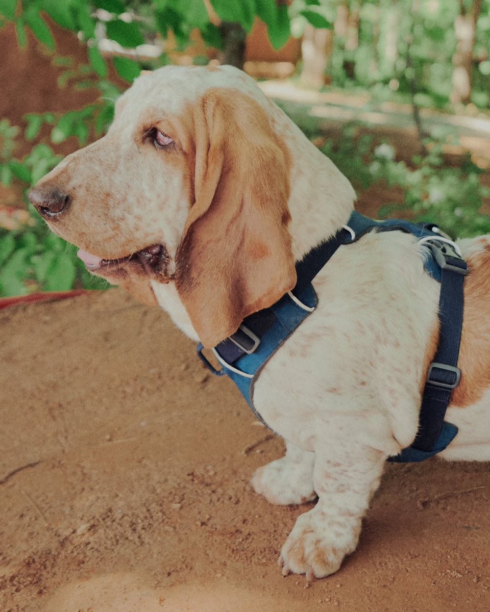 johnhillstudio's tweet image. This camp gave us permission to skate their dirt trails so the homies went crazy😻  #progressdaily