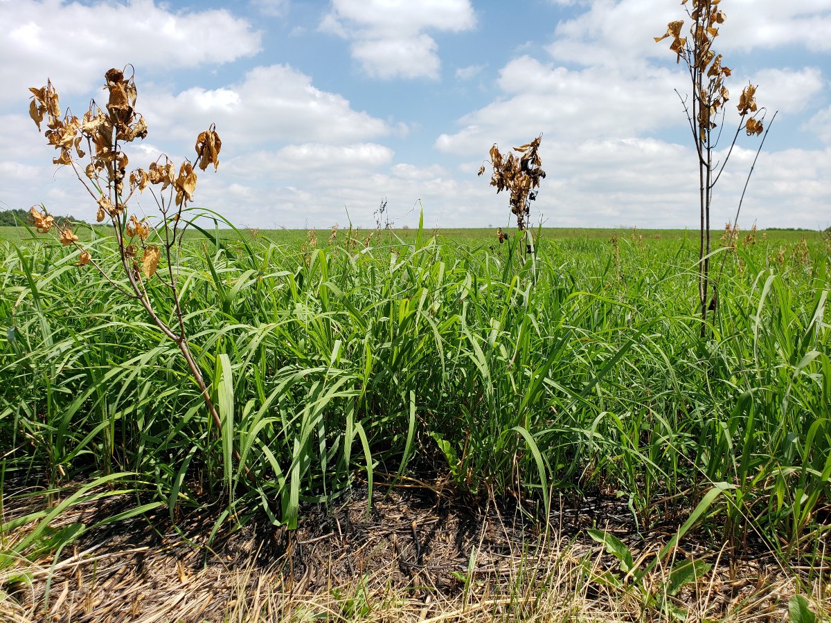 Have you been hiking at Stagecoach Prairie recently? Just a few weeks after we conducted a prescribed burn on the front 40 acres, this is the green scene that now greets visitors. 

belwin.org/visit/#stageco…
