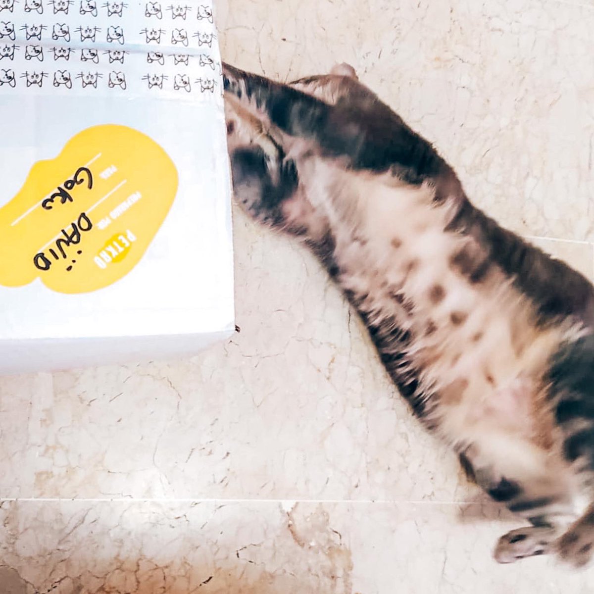 ¿Sabías que en todas las #PetkrüBox📦 ponemos regalitos para tu mascota? Le puedes preguntar a Goku que amó a su nueva pelota 😻💙

📸 @samara_dolu