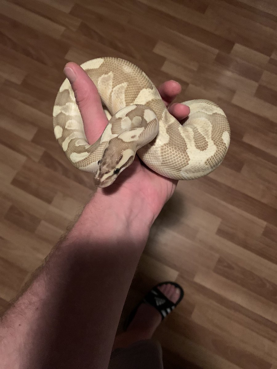 ibiza_mass's tweet photo. Gotta love this guy. Lurpack our ball Python. The genes this guy carries are: Fire,Butter & Enchi it’s a stunner! #royal #ball #python #pythonregius #constrictors #snake #snakekeeper #reptile #reptilebreeder #morph #fire #butter #enchi #reptilekeeper #reps_becoming_pets #oninsta https://t.co/jmjCdnqL8J