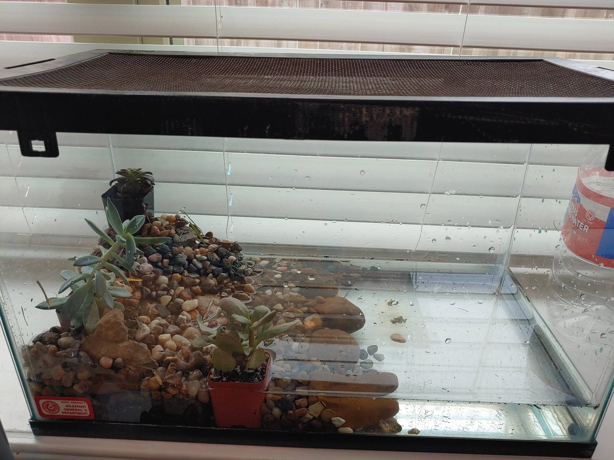 TeachwithWilson's tweet photo. The tadpole finally started growing front limbs. Transfered the class tadpole to my first ever terrarium. The last picture is of the previous habitat. #Scienceclass #lifecycle @CarrollES_AISD https://t.co/eE6BNv9jPY