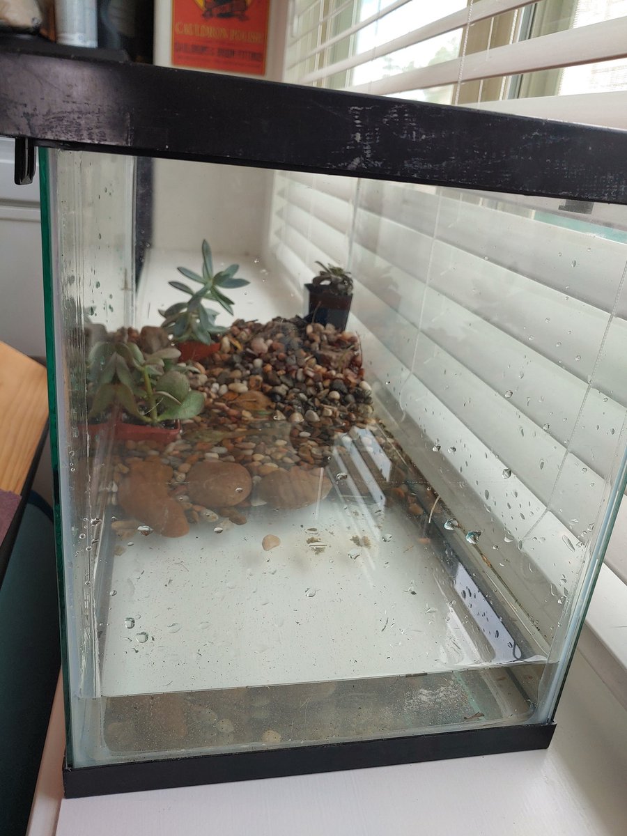 TeachwithWilson's tweet photo. The tadpole finally started growing front limbs. Transfered the class tadpole to my first ever terrarium. The last picture is of the previous habitat. #Scienceclass #lifecycle @CarrollES_AISD https://t.co/eE6BNv9jPY