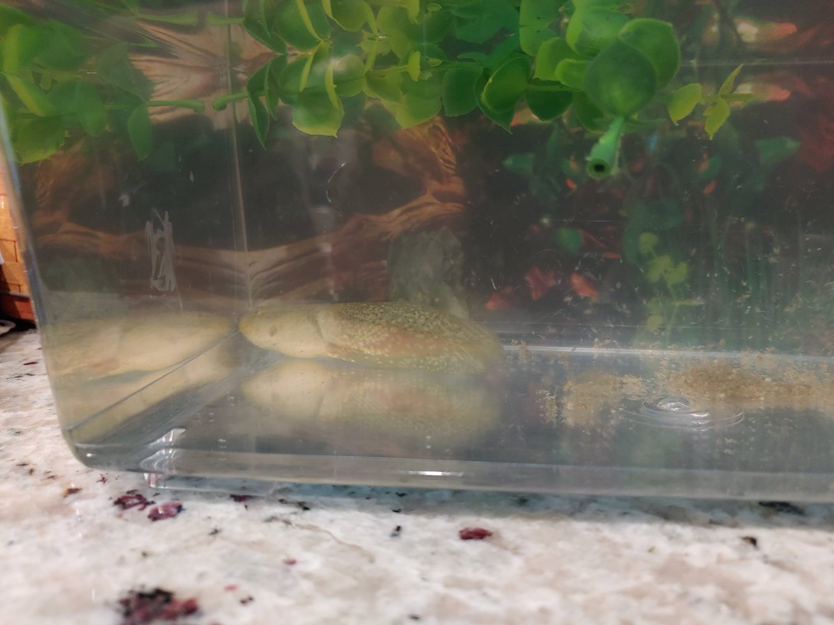 TeachwithWilson's tweet photo. The tadpole finally started growing front limbs. Transfered the class tadpole to my first ever terrarium. The last picture is of the previous habitat. #Scienceclass #lifecycle @CarrollES_AISD https://t.co/eE6BNv9jPY