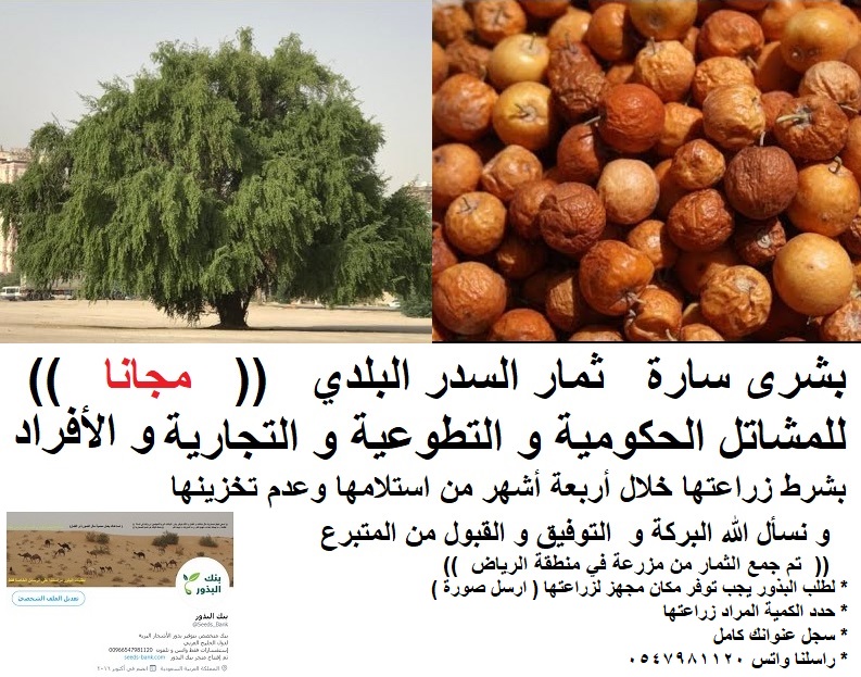 Seeds_Bank's tweet photo. #ذكريات_من_زمن_الطيبين 
بشرى سارة ثمار السدر البلدي((   مجانا   ))
بكميات كبيرة فقط
للمشاتل الحكومية و التطوعية و التجارية و الأفراد
بشرط زراعتها خلال أربعة أشهر من استلامها
و نسأل الله البركة و  التوفيق و القبول من المتبرع
تم جمع الثمار من منطقة الرياض
للطلب راسلنا الخاص https://t.co/pFwQrpiVen