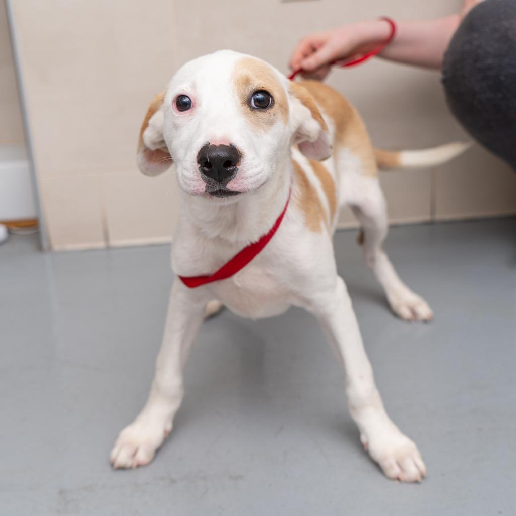 ❤️🐶 WE HAVE PUPPIES!🐶❤️ Over a dozen puppies arrived over the weekend from Antigua! Meet Milos (M/3mos), Athena(F/3mos), and Creamsicle(M/6mos)! These puppies are island mixes that will likely grow to be medium-sized. Adopt a puppy from Animal Haven!