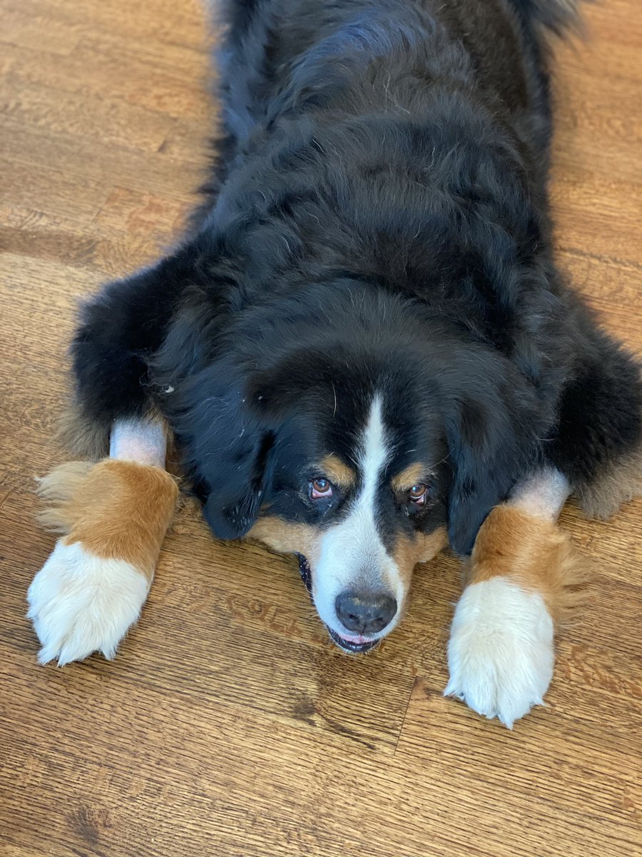 Markleys's tweet image. When your poor Berner has two surgeries two weeks apart and needs his arms shaved for the IV - and now you hope he forgives you for making him look like a poodle. 😂🐶❤️
#doglover #bernesemountaindog