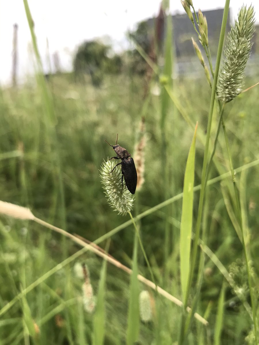vladislove_sp's tweet photo. #Russian #countrysides (2): unknown bug (sorry) and field again https://t.co/OoM7e71MlO