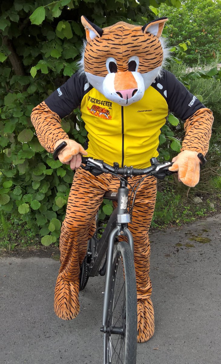 Tigers4Ever2010's tweet photo. Keep an eye out for our mascot #TobyTheTiger if you're in #Crowthorne High Street as he's on Tour & will be helping out at Sweet #Tiger in July as they celebrate their #Anniversary & #GlobalTigerDay2021. We heard he's arrived there too https://t.co/kubtsSgrzf #WednesdayThought https://t.co/CiohMSx5kN