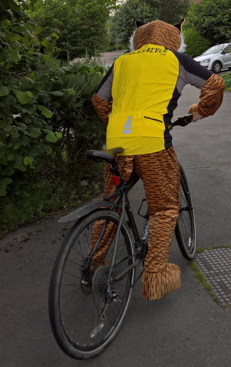 Tigers4Ever2010's tweet photo. Keep an eye out for our mascot #TobyTheTiger if you're in #Crowthorne High Street as he's on Tour & will be helping out at Sweet #Tiger in July as they celebrate their #Anniversary & #GlobalTigerDay2021. We heard he's arrived there too https://t.co/kubtsSgrzf #WednesdayThought https://t.co/CiohMSx5kN