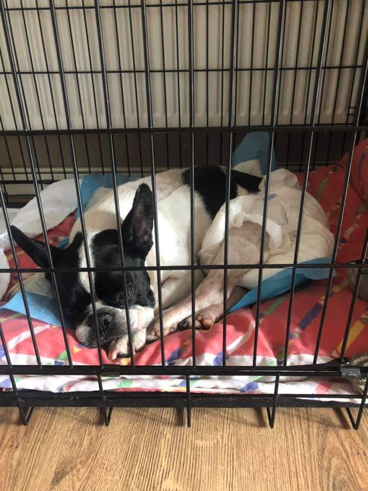 MissingPetsGB's tweet photo. #HelpDominoWalkAgain Domino is a young rescued French bulldog who lives with his mum @Kele48517797 and her little girl.
Domino fell ill out of the blue on the 14th June 2021 when disc ruptured resulting in paralysis in his back legs. https://t.co/qi1ZFwXALp