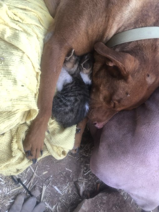 @DelightDaniTV Just know you asked for it. This is Groot. He likes kittens. Doesn't mike any other animals<a class="tags" target="_blank" title="On Twitter" href="/?out=eyJ0eXAiOiJKV1QiLCJhbGciOiJIUzUxMiJ9.eyJpYXQiOjE3MjE3NzUzNjcsImlzcyI6InR3cG9ybnN0YXJzLmNvbSIsIm5iZiI6MTcyMTc3NTM2NywiZXhwIjoxNzUzMzExMzY3LCJyZWRpcmVjdF91cmwiOiJodHRwczovL3R3aXR0ZXIuY29tL0RlbGlnaHREYW5pVFYifQ.n5rLrzuhBp8lbdXELspXWCubifu7s3mKhpDadi7J84fSpQMpSpO-1SUhOuLiuKI2oG-4dj-TdKBarn46xDjFmQ">@DelightDaniTV</a>