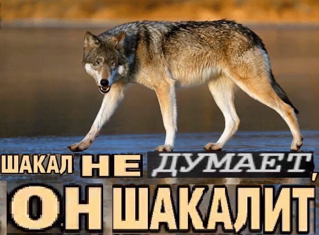 чепрачный шакал. харабалинский золотистый шакал. сколько шакалов. характеристика шакала. шакал прикол.