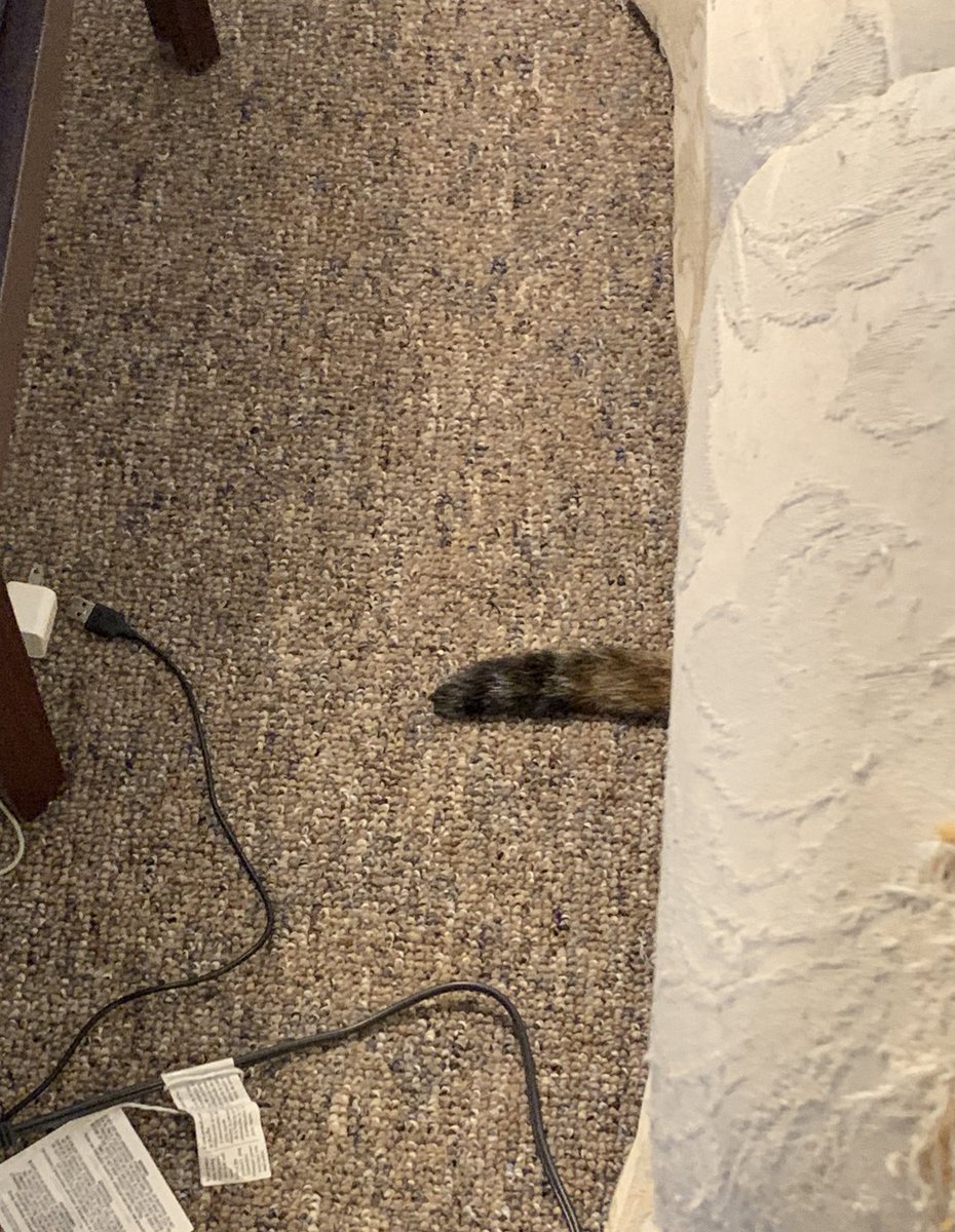 NecoDachi's tweet image. My barometer says it’s storming. #catladyproblems